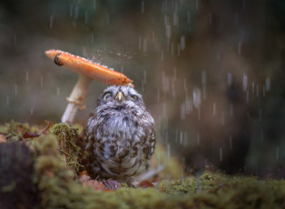 Картинка животные совы дождь гриб осень птенец совёнок птица природа