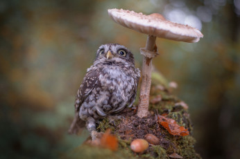 Картинка животные совы мох листья поганка гриб жёлуди осень совёнок птенец птица природа