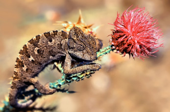 Картинка животные хамелеоны хамелеон цветок ящерица