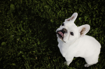 Картинка животные собаки взгляд язык морда собака бульдог французский