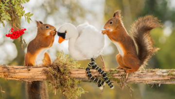 Картинка животные белки чётки ветка дерево ягоды рябина игрушка птица грызуны