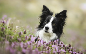 Картинка животные собаки боке морда собака бордер-колли цветы взгляд
