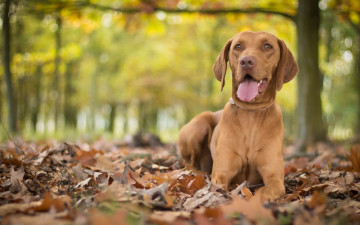 Картинка животные собаки собака венгерская выжла осень листья боке
