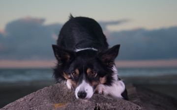 Картинка животные собаки взгляд морда собака камень