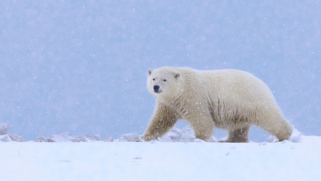 Обои картинки фото животные, медведи, снег, медведь, полярный, белый, аляска