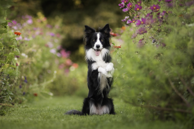 Обои картинки фото животные, собаки, космея, цветы, настроение, стойка, собака, бордер-колли