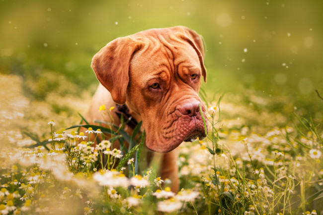 Обои картинки фото животные, собаки, трава, цветы, природа, пёс, дог, бордоский, животное, собака, ромашки