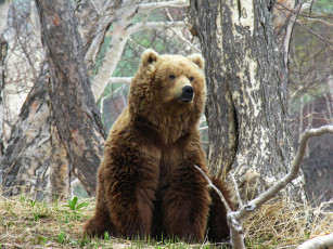 Картинка бурый+медведь животные медведи медведь камчатка бурый