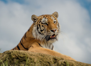Картинка животные тигры тигр красавец дикая кошка