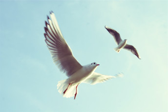 Картинка животные Чайки +бакланы +крачки небо чайки птица крылья чайка полет в небе
