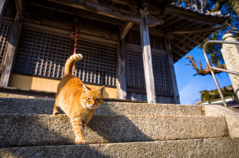 Картинка животные коты кот рыжий ступеньки