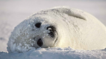 Картинка животные тюлени +морские+львы +морские+котики снег тюлень белек детеныш