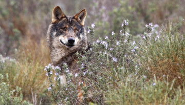 Картинка животные волки +койоты +шакалы кусты серый иберийский волк