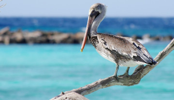 Картинка животные пеликаны море коряга птица пеликан