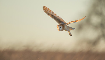 Картинка животные совы птица полет обыкновенная сипуха сова