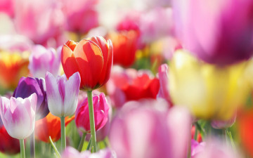 Картинка цветы тюльпаны разноцветные поле