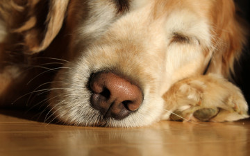 Картинка животные собаки собака пес нос пол сон