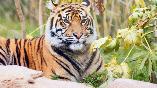 Обои картинки фото животные, тигры, полосатый, природа, лежит, хищник, красавец, листья, тигр, отдыхает, трава, ветки