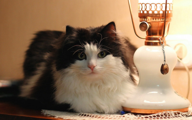 Обои картинки фото животные, коты, лампа, кошка, кот, салфетка