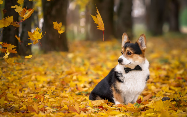 Обои картинки фото животные, собаки, корги, листья, галстук, осень