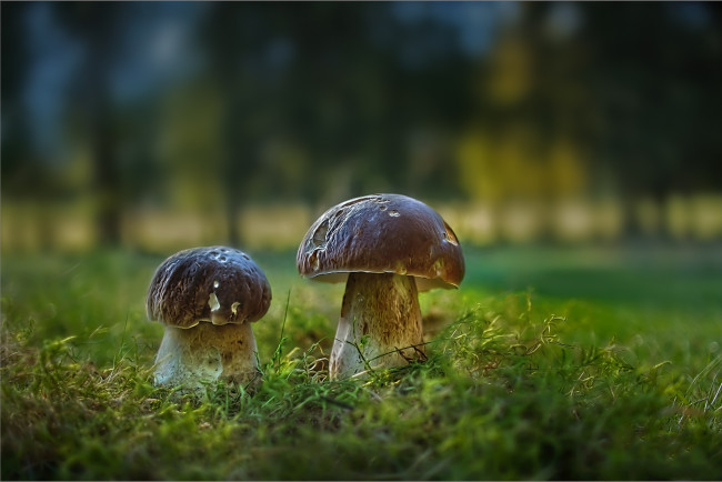 Обои картинки фото природа, грибы, грибочки