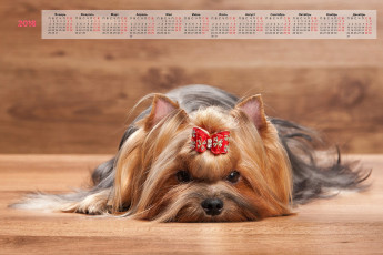 Картинка календари животные собака взгляд бант