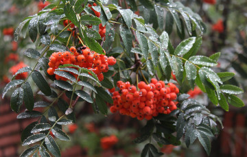 Картинка природа Ягоды +рябина рябина ветка дождь ягоды макро капли осень