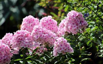 Картинка цветы флоксы розовый