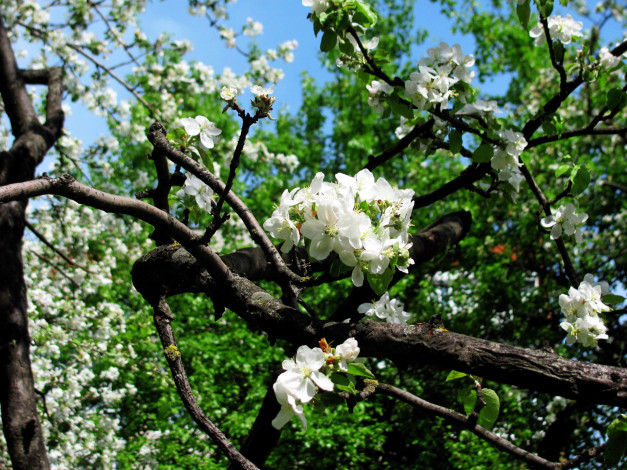 Обои картинки фото цветы, цветущие деревья ,  кустарники, ветки, цветки, весна