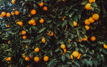 Картинка природа плоды апельсины