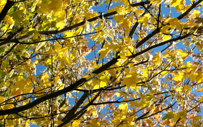 Обои картинки фото природа, деревья, дерево, листья, ветки, осень, клен