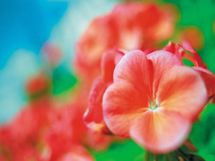 Картинка peony цветы катарантусы