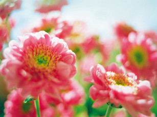 обоя soni, puma, цветы, хризантемы