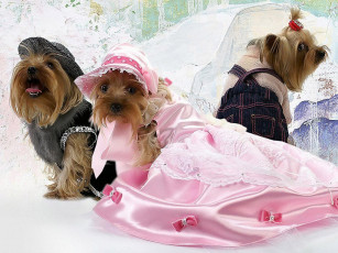 Картинка неравный брак by alver животные собаки