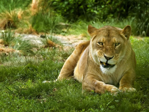 Картинка про нежность авт emin животные львы