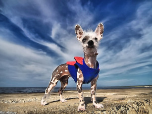 Картинка supermen forever by erik anderson животные собаки
