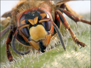Картинка татьяна зарубо шершень животные пчелы осы шмели
