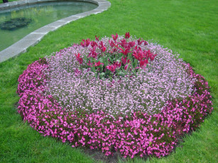 Картинка цветы разные вместе клумба тюльпаны