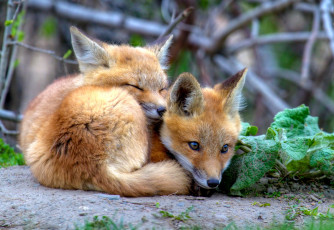 Картинка животные лисы пушистый рыжий малыш