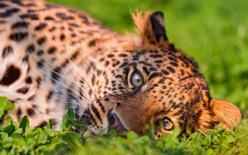 Картинка животные леопарды красавец взгляд