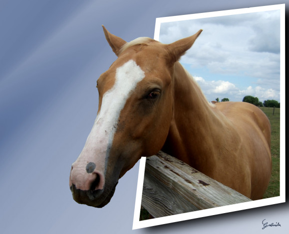Обои картинки фото животные, лошади, серый