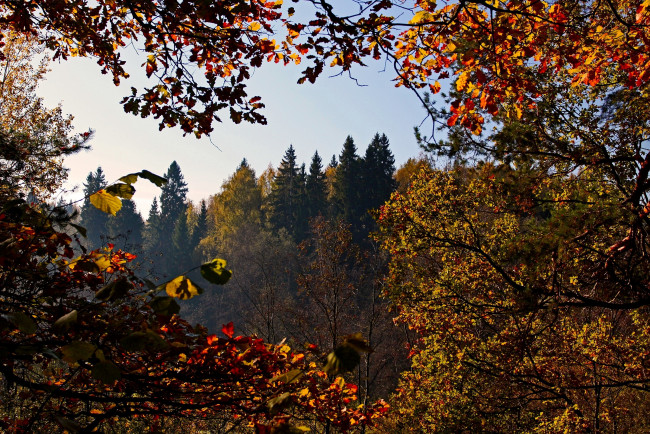 Обои картинки фото природа, деревья, ветки, листья, осень, ель