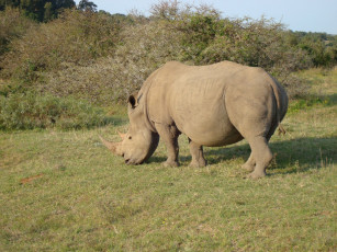 Картинка животные носороги носорог