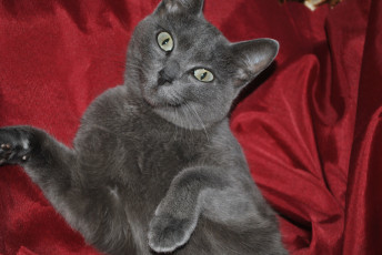 Картинка животные коты глаза серая кошка