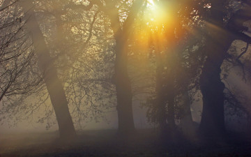 Картинка природа восходы закаты туман лес