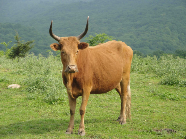 Обои картинки фото животные, коровы, буйволы, корова