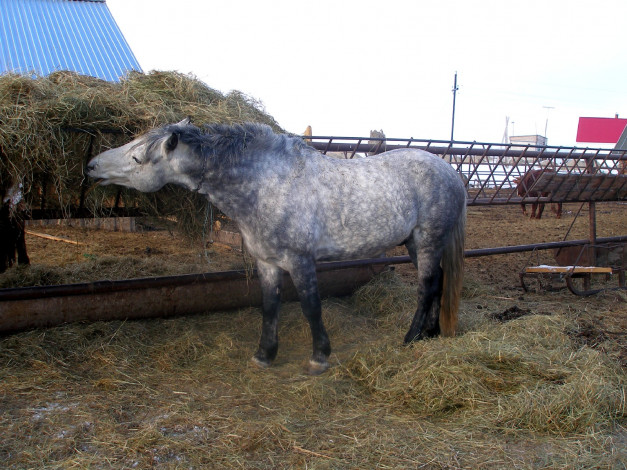 Обои картинки фото животные, лошади, сено, конь, серый