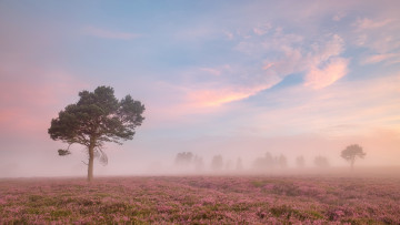 Картинка природа поля туман лето утро поле
