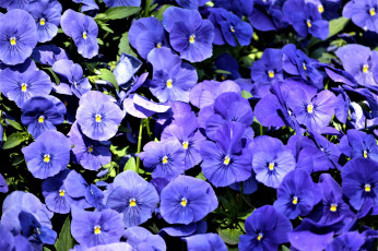 Картинка цветы анютины+глазки+ садовые+фиалки синий