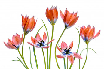 Картинка цветы тюльпаны светлый фон
